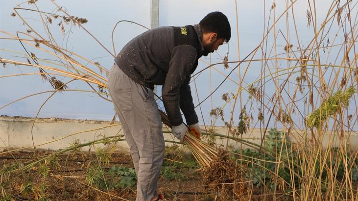 Gizlence Kenevir Çeşidi