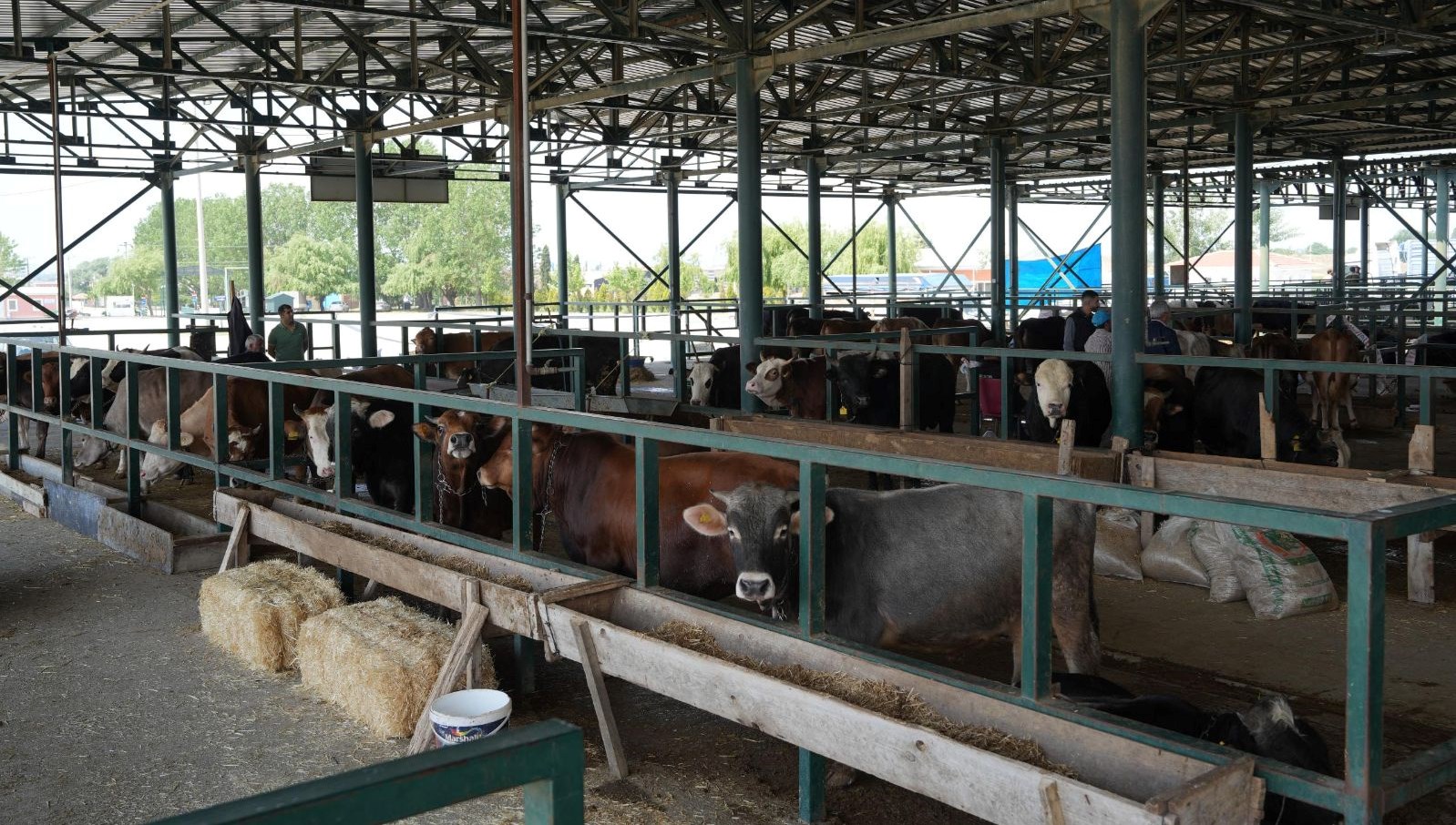 eskisehirde sap onlemi buyuksehir hayvan pazari kapatildi vP23ZGTc