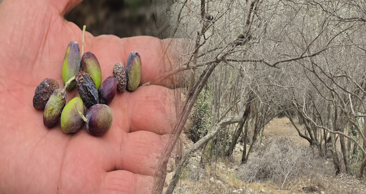 hatayin meshur halhali zeytinini kuraklik vurdu mQsRuk4i