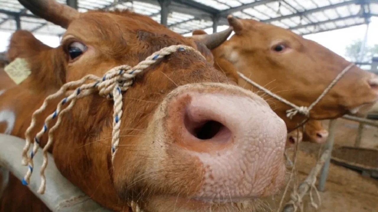 deli dana hastaligi nedir deli dana hastaligi nasil ortaya cikar deli dana hastaligi bulasici mi TABSauYj.jpg