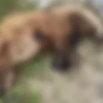 Aydın’da Koruma Altındaki Avrupa Porsuğu Avlandı!